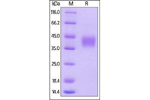 Cynomolgus CD16, His Tag (BLI verified) on  under reducing (R) condition. (FCGR3B Protein (AA 17-208) (His tag))