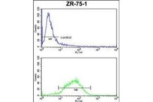 HSL Antibody (C-term) (ABIN652695 and ABIN2842463) FC analysis of ZR-75-1 cells (bottom histogram) compared to a negative control cell (top histogram). (HSPA4L 抗体  (C-Term))