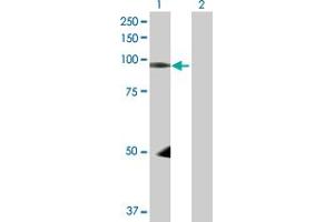 Western Blotting (WB) image for anti-Neural Precursor Cell Expressed, Developmentally Down-Regulated 9 (NEDD9) (AA 1-834) antibody (ABIN518274)