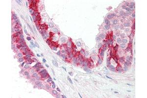 Anti-KEAP1 antibody IHC staining of human prostate. (KEAP1 抗体  (C-Term))