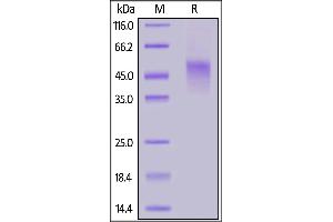 Biotinylated Human TNFR2, His,Avitag™ on  under reducing (R) condition.