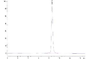 The purity of Human CD27 Ligand Trimer is greater than 95 % as determined by SEC-HPLC. (CD70 Protein (Trimer) (His tag))