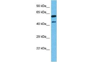 Host:  Mouse  Target Name:  NR2F1  Sample Tissue:  Mouse Liver  Antibody Dilution:  1ug/ml (NR2F1 抗体  (N-Term))