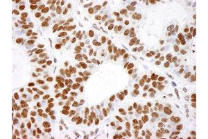 Immunohistochemistry (IHC) image for anti-Histone H4 (HISTH4) (C-Term) antibody (ABIN7453610) (Histone H4 抗体  (C-Term))