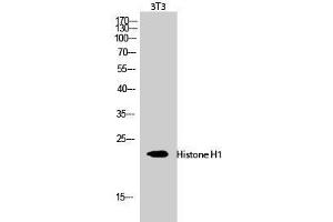 Western Blot analysis of 3T3 cells using Histone H1 Polyclonal Antibody at dilution of 1:1000. (Histone H1 抗体)