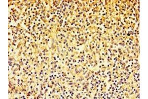 Immunohistochemistry (IHC) image for anti-Egf-Like Module Containing, Mucin-Like, Hormone Receptor-Like 1 (EMR1) (AA 21-290) antibody (ABIN7143385)