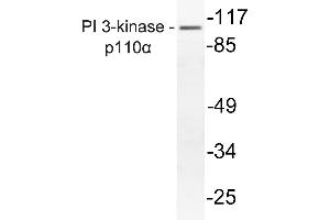 Western blot (WB) analysis of PI3-Kinase p110alpha antibody in extracts from mouse liver. (PIK3CA 抗体)