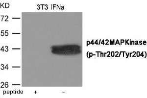 Western blot analysis of extracts from 3T3 cells treated with IFNa using ERK1/2 (Phospho-Thr202/Tyr204) Antibody. (ERK1 抗体  (pThr202, pTyr204))