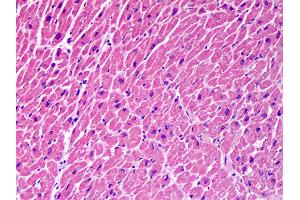 Anti-STX18 / Syntaxin 18 antibody IHC of human heart. (Syntaxin 18 抗体  (AA 101-200))