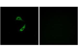 Immunofluorescence (IF) image for anti-Olfactory Receptor, Family 10, Subfamily G, Member 9 (OR10G9) (AA 231-280) antibody (ABIN2890917) (OR10G9 抗体  (AA 231-280))