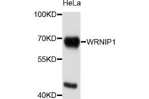 Western blot analysis of extracts of HeLa cells, using WRNIP1 antibody. (WRNIP1 抗体)