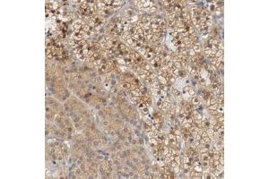 Immunohistochemical staining (Formalin-fixed paraffin-embedded sections) of human adrenal gland with RBM23 polyclonal antibody  shows moderate cytoplasmic positivity in cortical cells. (RBM23 抗体)