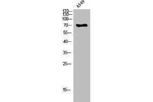 Western Blot analysis of A549 cells using Peroxin 5 Polyclonal Antibody (PEX5 抗体  (C-Term))