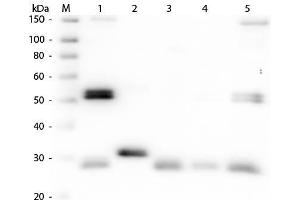 Western Blot of Anti-Rat IgG (H&L) (SHEEP) Antibody . (绵羊 anti-大鼠 IgG (Heavy & Light Chain) Antibody (HRP))