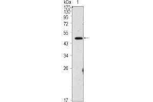 Western blot analysis using OCT4 mouse mAb against PMA treated HepG2 cell lysate (1). (OCT4 抗体)