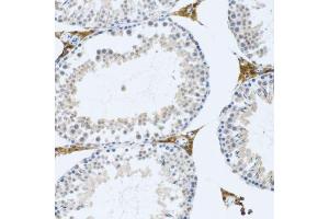 Immunohistochemistry of paraffin-embedded mouse testis using FMOD antibody. (Fibromodulin 抗体  (AA 19-376))