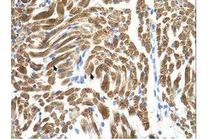 Image no. 1 for anti-Peroxisomal Biogenesis Factor 10 (PEX10) (AA 201-250) antibody (ABIN6738077) (PEX10 抗体  (AA 201-250))