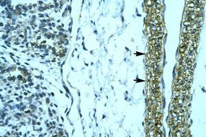 Image no. 1 for anti-Homeobox D12 (HOXD12) (N-Term) antibody (ABIN202150) (HOXD12 抗体  (N-Term))