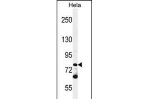 PCDHB10 Antibody (C-term) (ABIN655645 and ABIN2845121) western blot analysis in Hela cell line lysates (35 μg/lane). (PCDHB10 抗体  (C-Term))