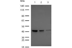 All lanes : BMP6 Rabbit mAb at 1/1k dilution Lane 1 : HUVEC whole cell lysates Lane 2 : 293T whole cell lysates Lane 3 : A549 whole cell lysates Lysates/proteins at 20 μg per lane. (Recombinant BMP6 抗体)