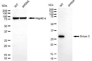 Western blotting analysis using sirtuin 3 antibody (ABIN7800354). (Recombinant SIRT3 抗体)