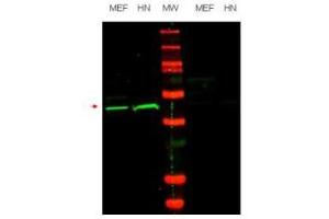 Image no. 1 for anti-POU Class 5 Homeobox 1 (POU5F1) (Internal Region) antibody (ABIN297385) (OCT4 抗体  (Internal Region))