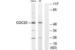 Western blot analysis of extracts from Jurkat/HeLa cells, using p55CDC Antibody. (CDC20 抗体  (AA 81-130))