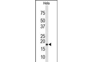 Western blot analysis of COX4I1 Antibody (N-term) (ABIN653098 and ABIN2842689) in Hela cell line lysates (35 μg/lane). (COX IV 抗体  (N-Term))