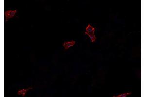 ABIN6266546 staining U-2 OS cells by IF/ICC. (Glucagon 抗体)