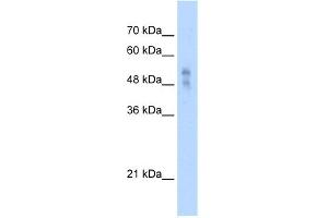 WB Suggested Anti-P2RX1 Antibody Titration:  2. (P2RX1 抗体  (Middle Region))