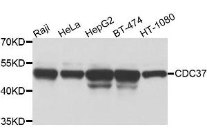 Western blot analysis of extracts of various cell lines, using CDC37 antibody (ABIN5975870) at 1/1000 dilution. (CDC37 抗体)