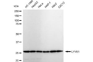 Western blotting analysis using LYVE1 antibody (ABIN7799288).