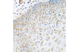Immunohistochemistry of paraffin-embedded human esophagus using GLUD1 antibody. (GLUD1 抗体  (AA 54-240))
