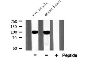 Western Blotting (WB) image for anti-Catenin (Cadherin-Associated Protein), alpha 1, 102kDa (CTNNA1) (C-Term) antibody (ABIN6260492)