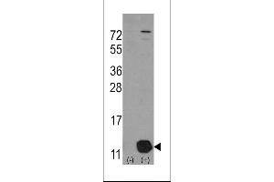 Western blot analysis of PHPT1 using rabbit polyclonal PHPT1 Antibody (Human C-term) using 293 cell lysates (2 ug/lane) either nontransfected (Lane 1) or transiently transfected with the PHPT1 gene (Lane 2). (PHPT1 抗体  (C-Term))