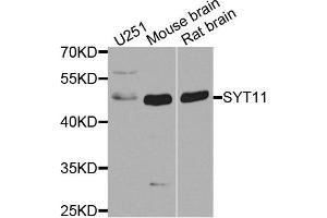 Western blot analysis of extracts of various cell lines, using SYT11 antibody. (SYT11 抗体  (AA 37-200))