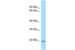 Western Blotting (WB) image for anti-C-Type Lectin Domain Family 3, Member A (CLEC3A) (N-Term) antibody (ABIN2790617)