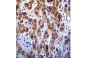 Immunohistochemistry analysis in formalin fixed and paraffin embedded human liver tissue reacted with GOG8A Antibody (N-term) followed by peroxidase conjugation of the secondary antibody and DAB staining. (GOLGA8A 抗体  (N-Term))