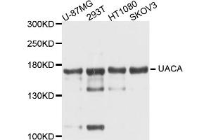 Western blot analysis of extracts of various cell lines, using UACA antibody. (UACA 抗体)