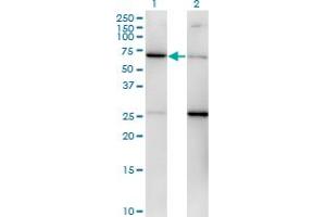Western Blot analysis of EIF2S3 expression in transfected 293T cell line by EIF2S3 monoclonal antibody (M01), clone 2C9. (EIF2S3 抗体  (AA 383-472))