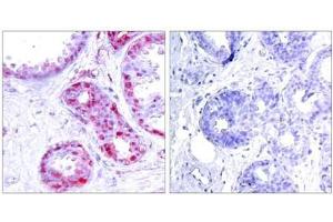 Image no. 2 for anti-Jun Proto-Oncogene (JUN) (pSer243) antibody (ABIN196654) (C-JUN 抗体  (pSer243))