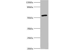 Western blot All lanes: Cytochrome P450 2F1 antibody at 8 μg/mL + A549 whole cell lysate Secondary Goat polyclonal to rabbit IgG at 1/10000 dilution Predicted band size: 56, 37 kDa Observed band size: 56 kDa (CYP2F1 抗体  (AA 100-290))