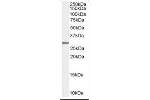 Image no. 1 for anti-Syndecan Binding Protein (Syntenin) (SDCBP) (N-Term) antibody (ABIN374747) (SDCBP 抗体  (N-Term))