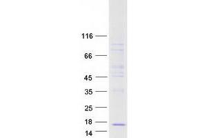 Western Blotting (WB) image for Colipase, Pancreatic (CLPS) protein (Myc-DYKDDDDK Tag) (ABIN2712423)