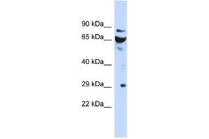 WB Suggested Anti-DCUN1D3 Antibody Titration: 0. (DCUN1D3 抗体  (N-Term))