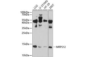 Western blot analysis of extracts of various cell lines, using MRPS12 antibody  at 1:1000 dilution. (MRPS12 抗体  (AA 30-138))