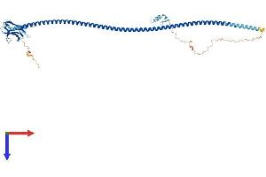CALCOCO2 Protein (AA 1-446) (His tag)