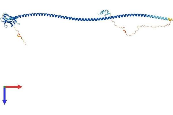 CALCOCO2 Protein (AA 1-446) (His tag)