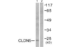 Western blot analysis of extracts from A549 cells, using Claudin 5 antibody (#C0145). (Claudin 5 抗体)