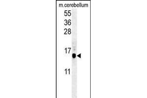 G8b (M1LC3B)-T93/Y99 1802f western blot analysis in mouse cerebellum tissue lysates (35 μg/lane). (APG8b (AA 74-106) 抗体)
